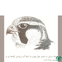گونه بحری Peregrine Falcon